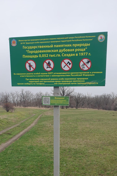 В Городовиковской дубовой роще. В Городовиковской дубовой роще.